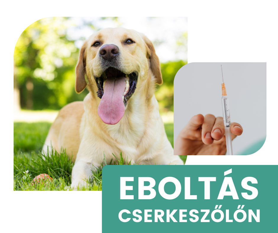 EBOLTÁS!