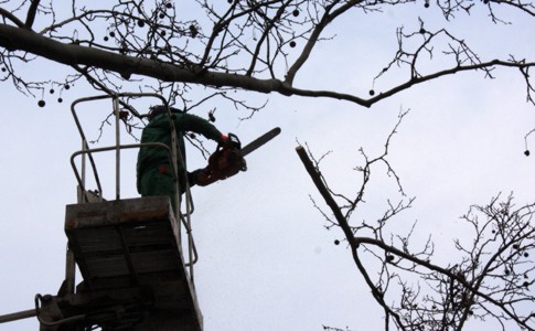 Lakossági felhívás - gallyzás