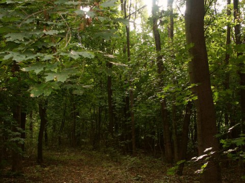 “Aranyos” Oak Trees
