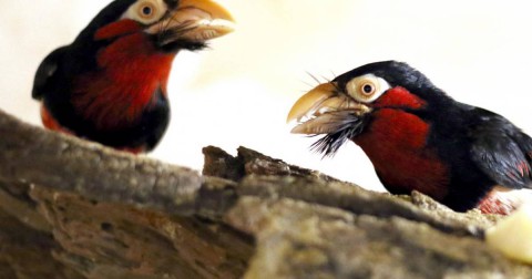 Eden Bird Park, Rákóczifalva