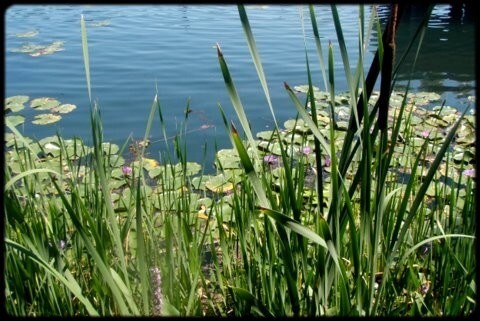 Our Protected Natural Area –  Nagy-Fertő (Large Morass)